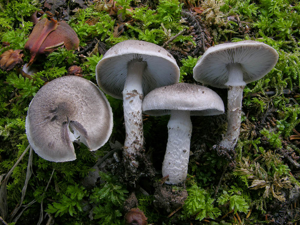 Tricholoma cingulatum (Almfelt) Jacobashch